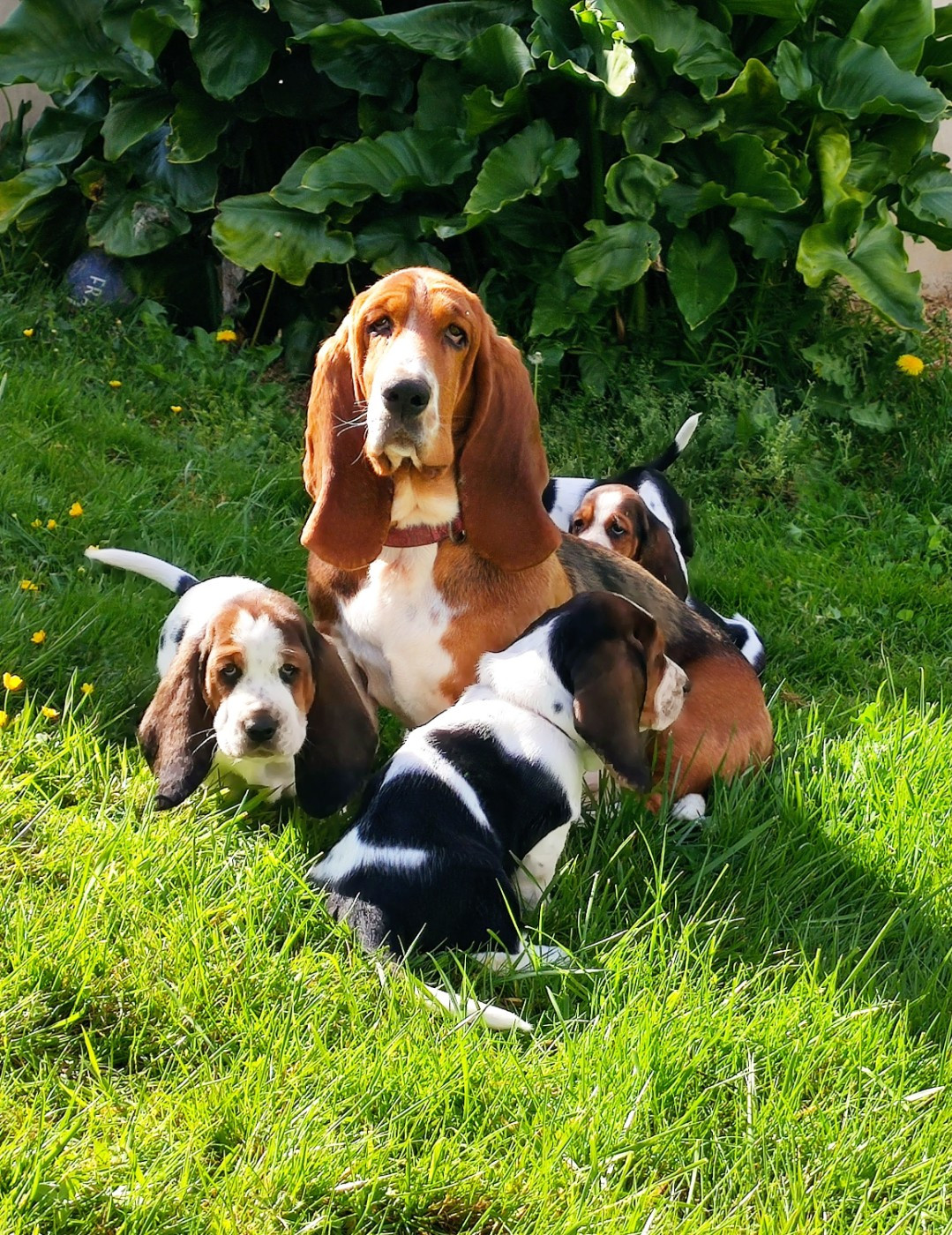 Du Domaine Berba - Basset Hound - Portée née le 20/02/2025