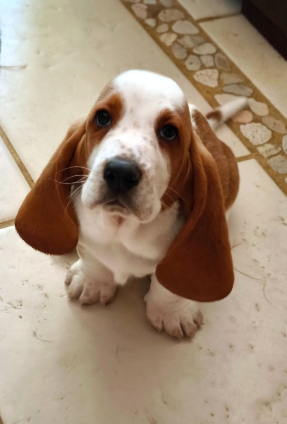 Du Domaine Berba - Chiots disponibles - Basset Hound