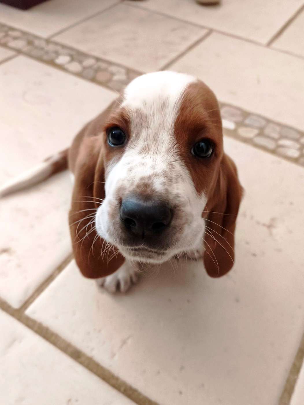 Du Domaine Berba - Chiots disponibles - Basset Hound