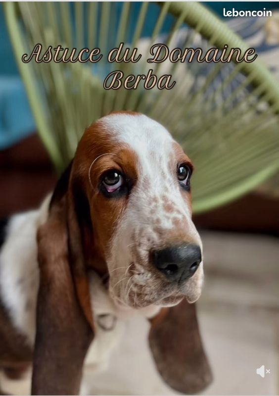 Du Domaine Berba - Chiots disponibles - Basset Hound